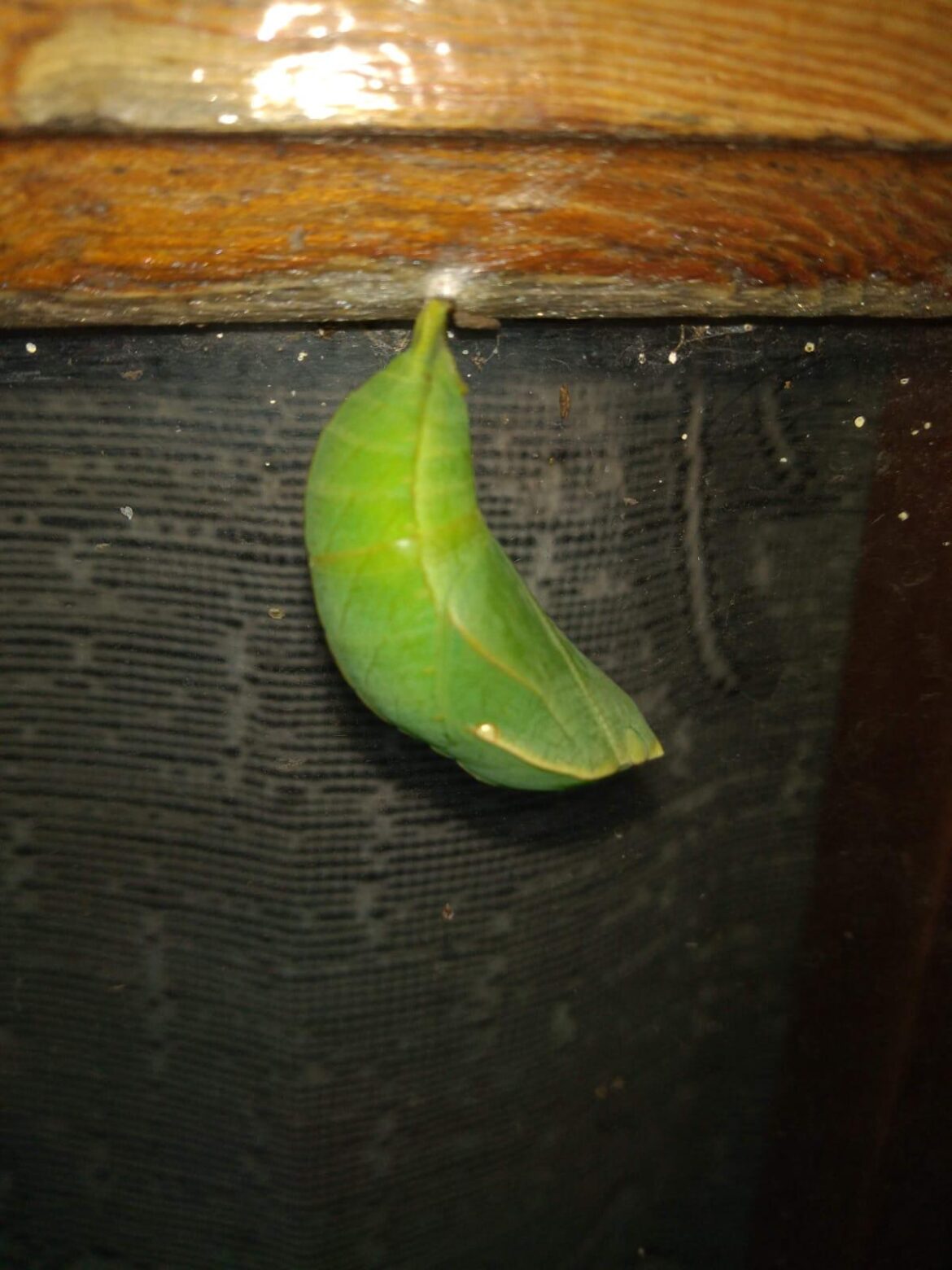 This is near my plants