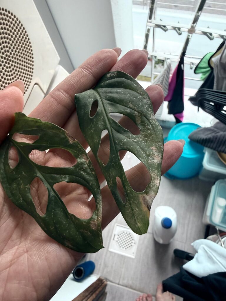 adansonii leaves help