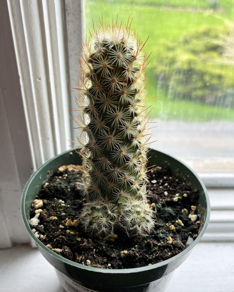 A very unique cactus…