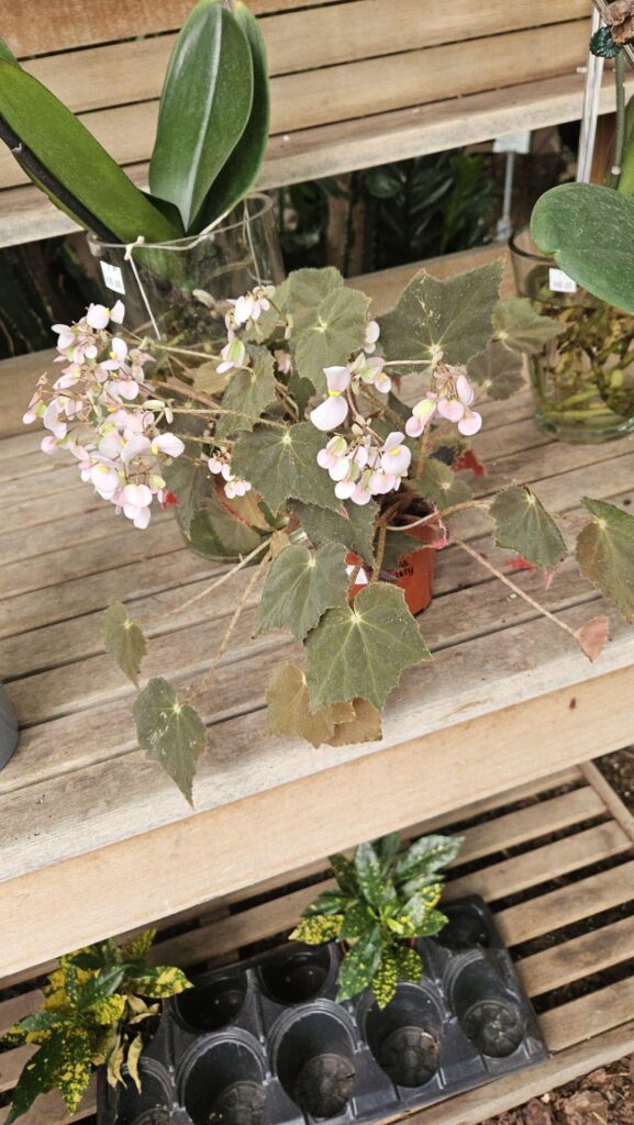 Trying to see what kind of Begonia this is and specific care :)