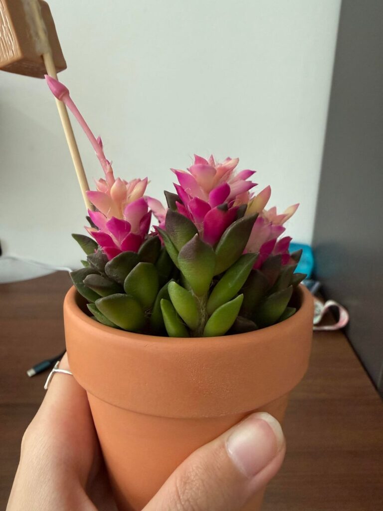 My plant isn't drinking 💧