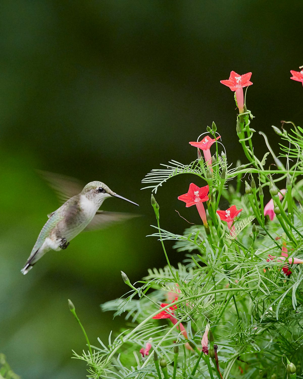 flowers to grow from seed cardinal climber flower