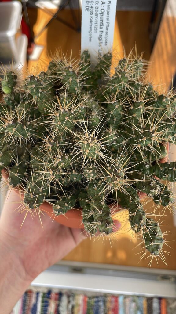 opuntia fragillis living up to its name