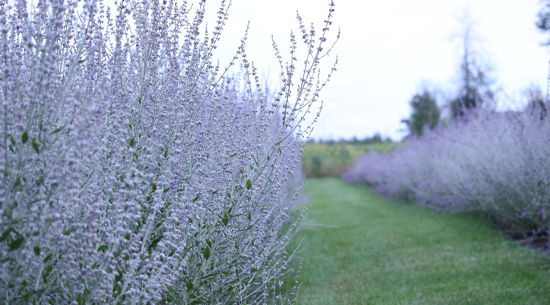Beautiful field of Russian sage with mown grass down center.