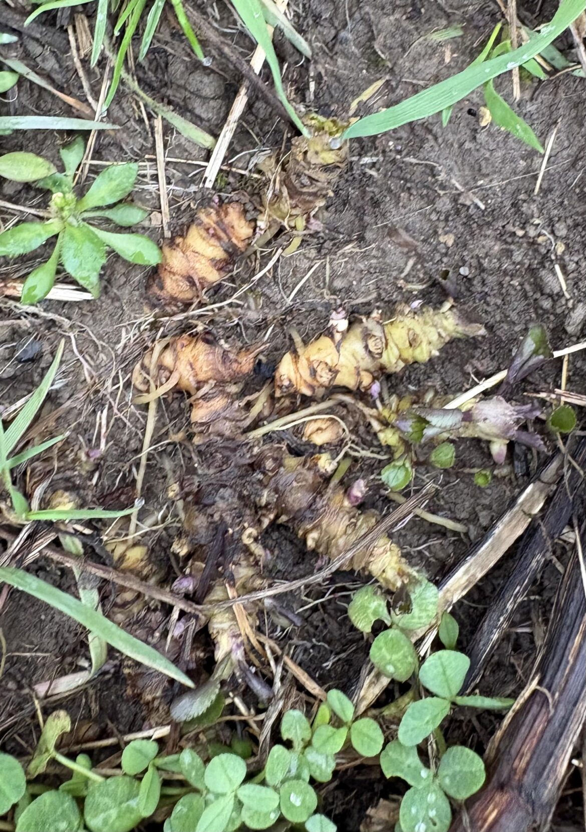 What is this weird looking thing?