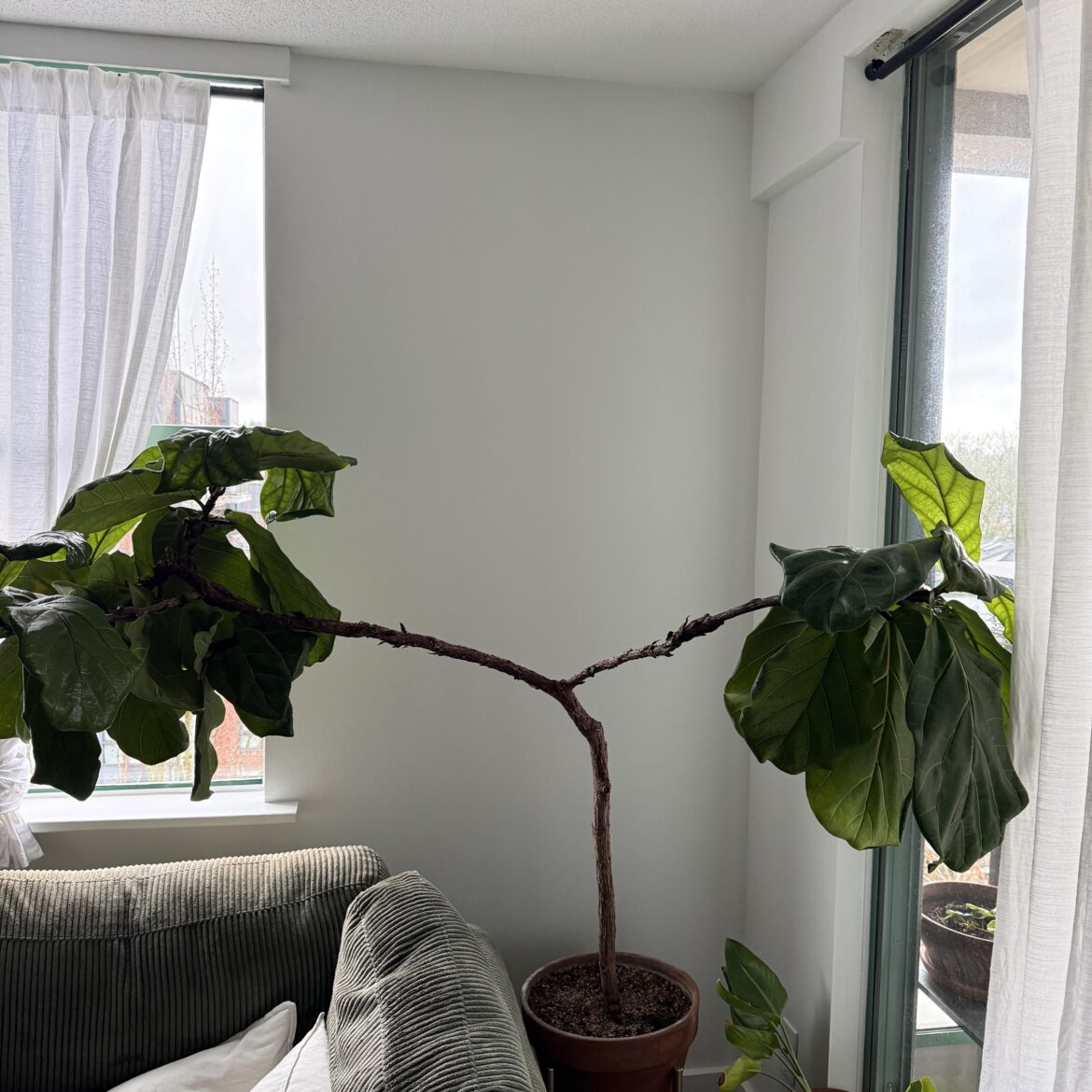 How to prune to make her grow more vertically? Tried notching and nothing happens