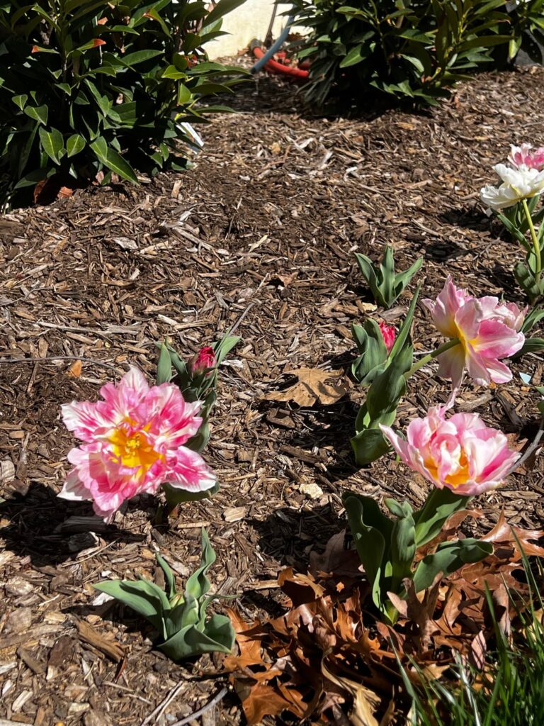 My sister's flowers continued