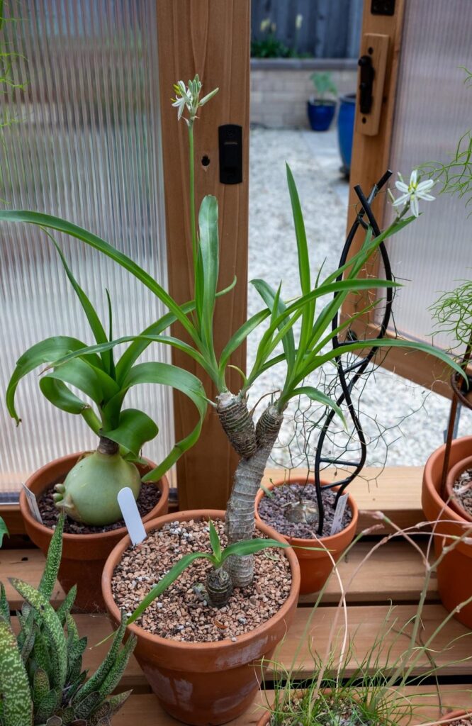 Newest Blooms