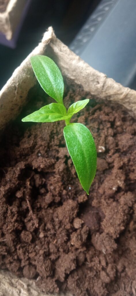 My window garden, peppers and tomatoes