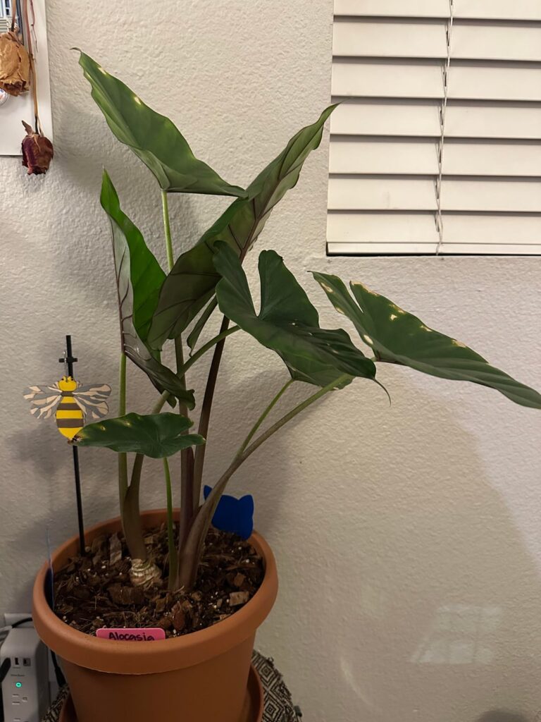 Bounce back after spidermites!