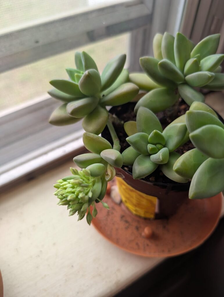 Why is my succulent budding so much in one spot? Why is my succulent budding so much in one spot?