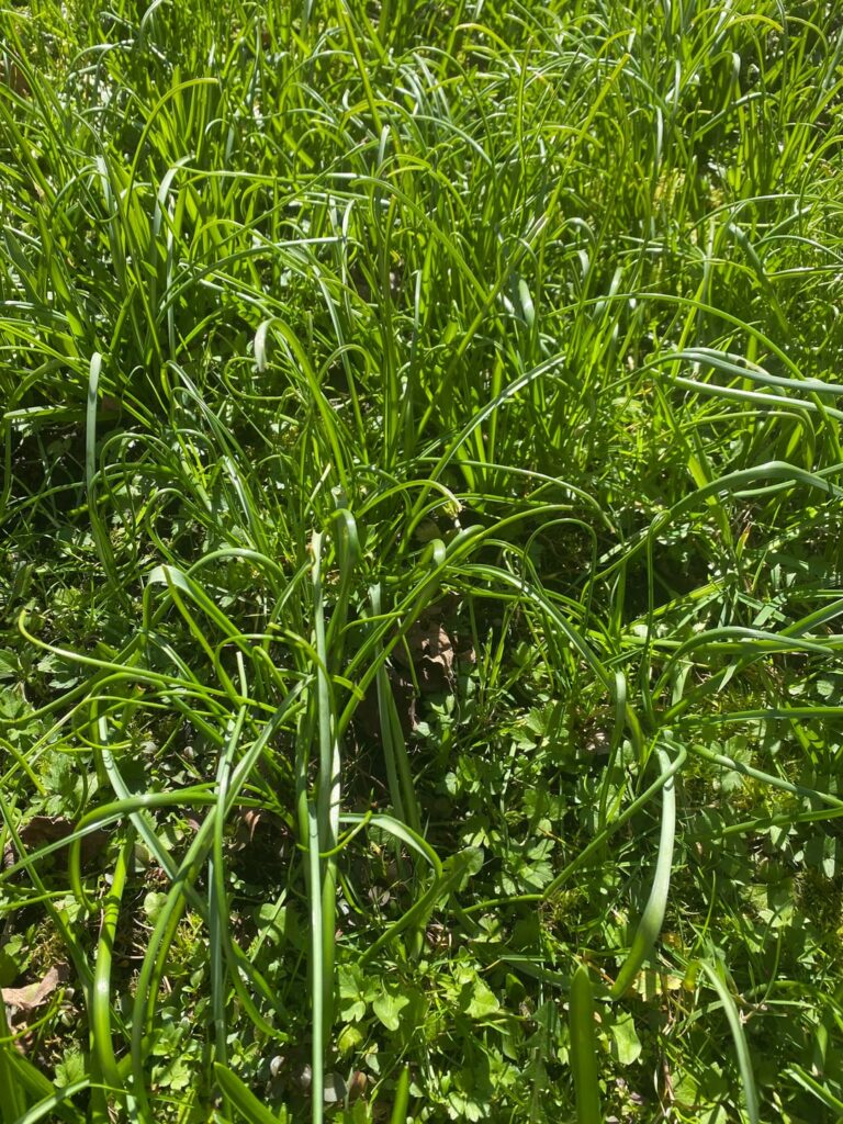 Invasive bluebell and hyacinth bulbs have completely taken over my lawn. What should I replace the lawn with?