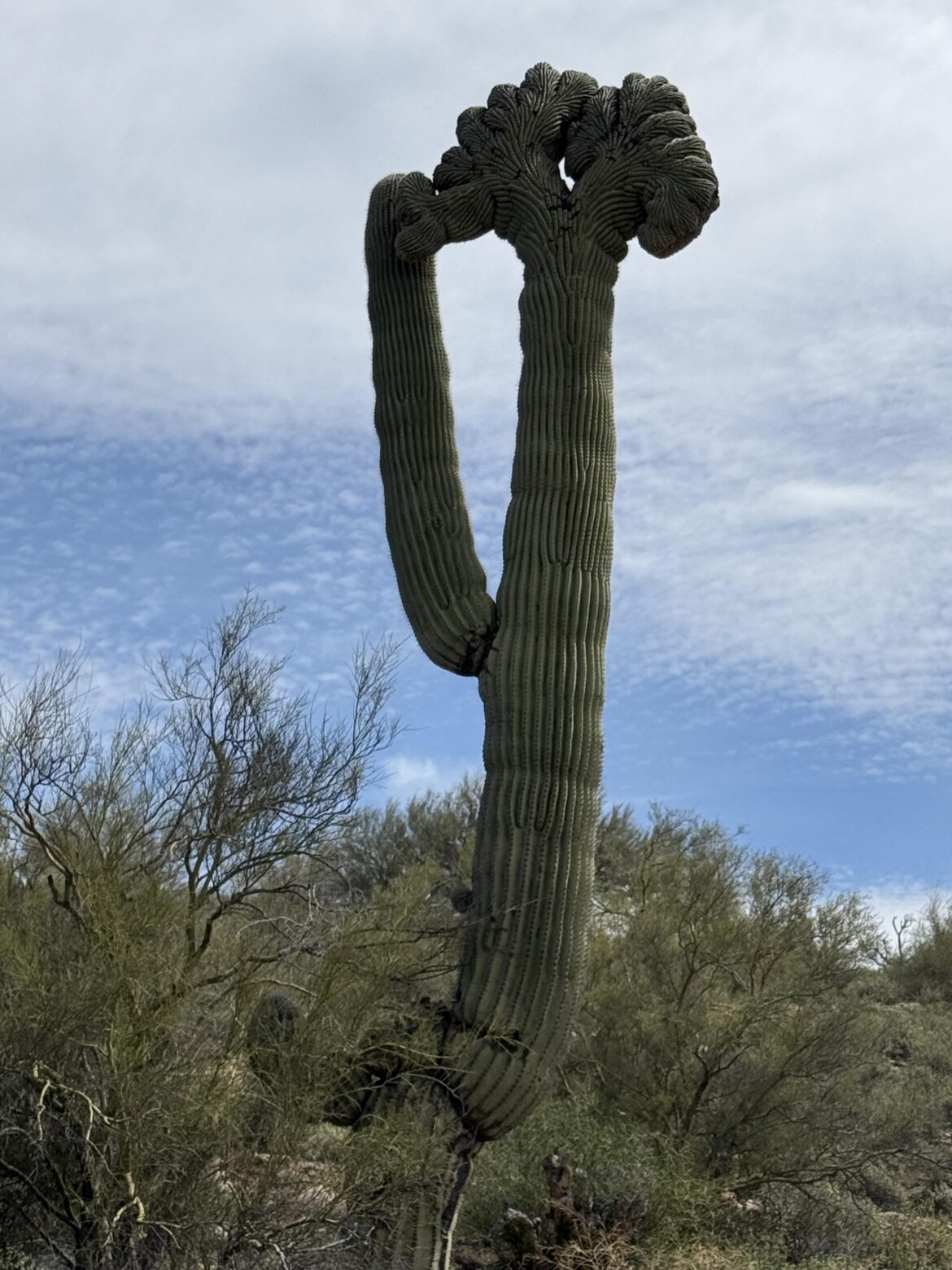 Wacky Cactus