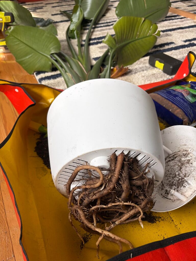 A little overdue repotting my Bird of Paradise 😬