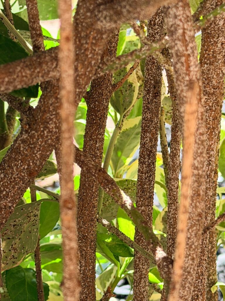 this is on an outdoor plant of mine. should i attempt to save or just rip it out & start fresh