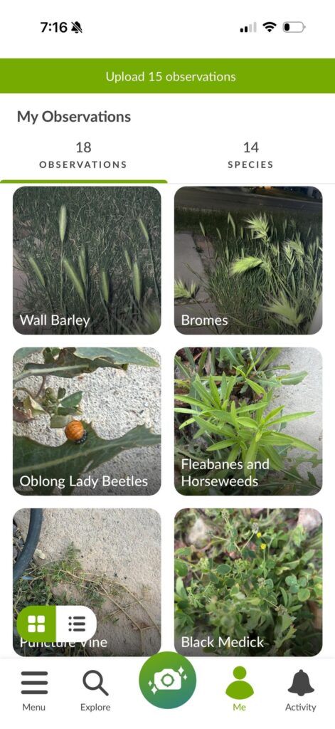 Are any of these beneficial to pollinators in Southern Nevada?