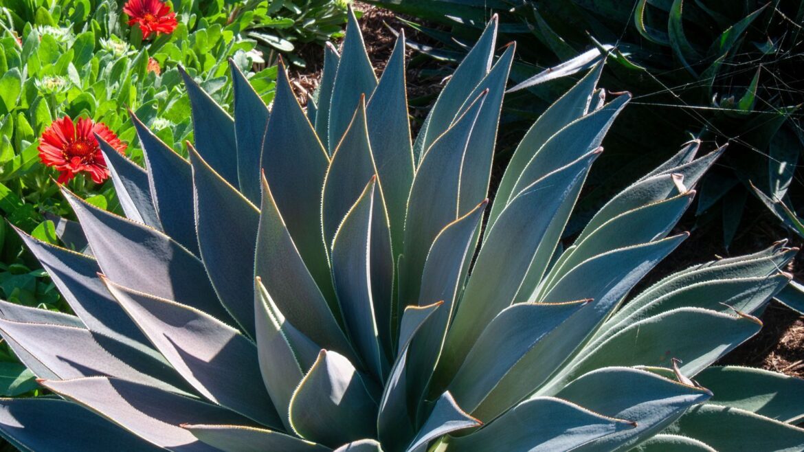 How to Grow Mangave Succulents: Expert Advice Pale green mangave succulent