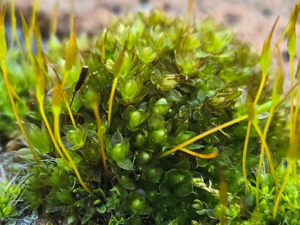 Some close up Moss Photography from my college campus