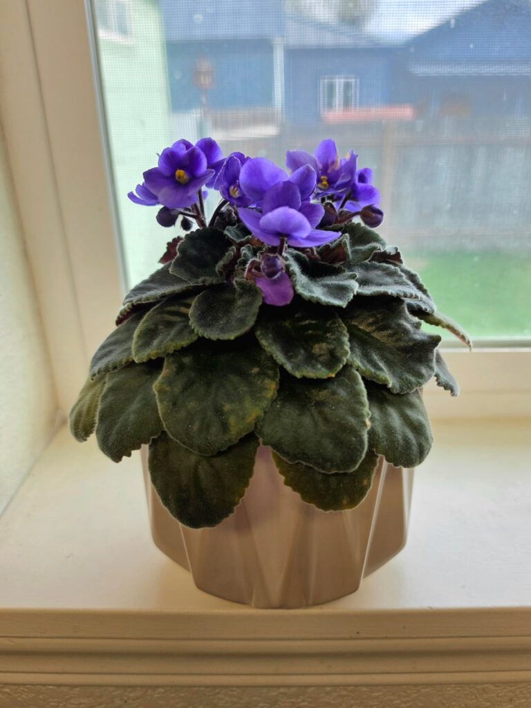2025 Valentines flowers 2025 Valentines flowers