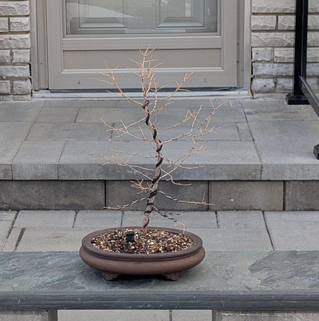 I present… One of my trees! 😂 I present... One of my trees! 😂