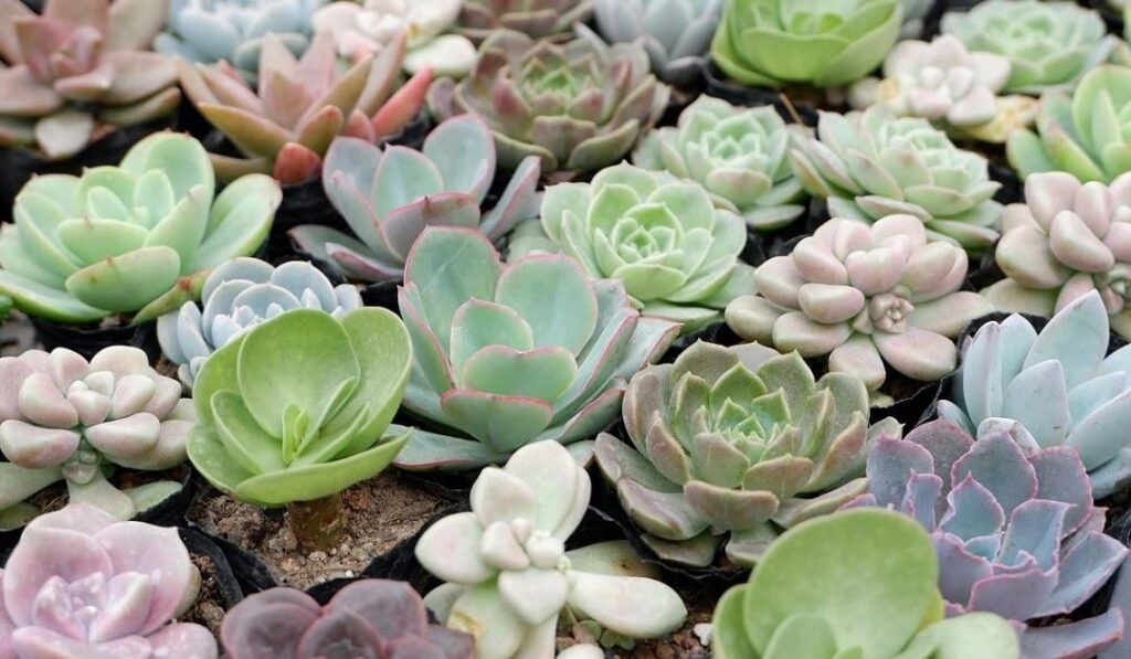 Succulent care tips (watering, light, soil) 🌱