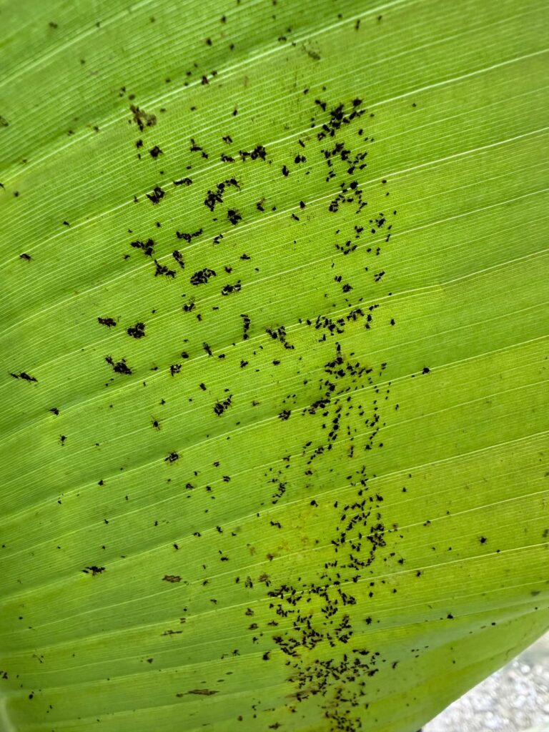 Black dust on indoor banana tree