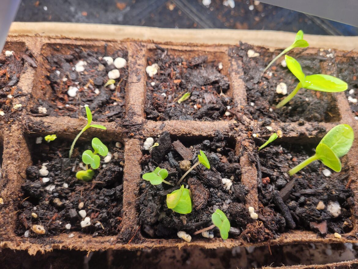 Bit of chaos sowing in cells