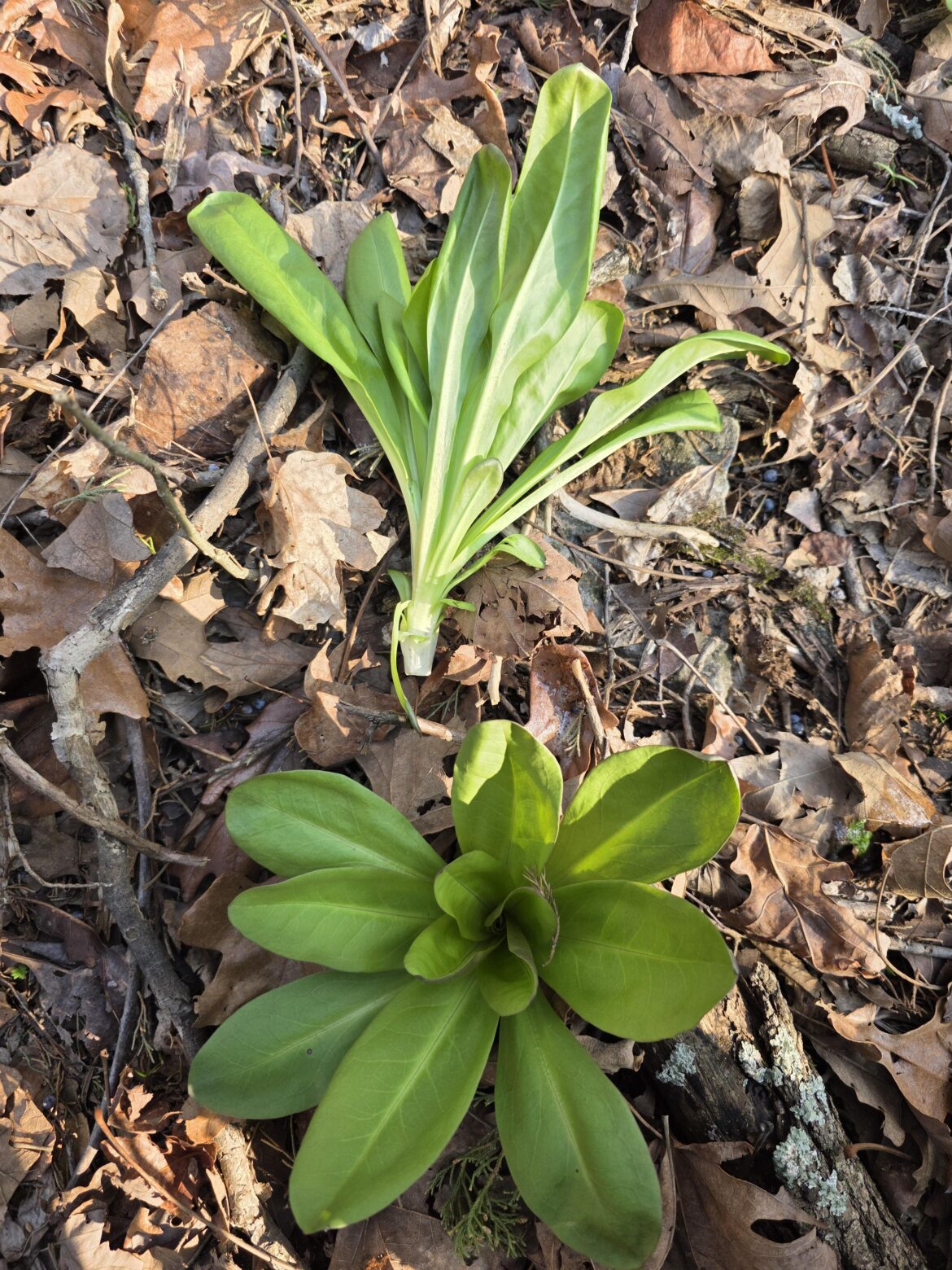Is this Valerianella locusta aka Corn salad?