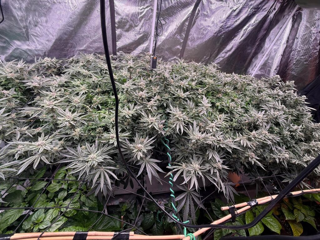 D42 13/11 Runtz n Roses th seeds