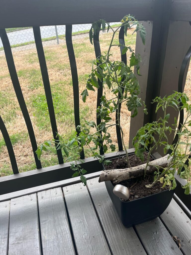 Is this supposed to happen. Georgia