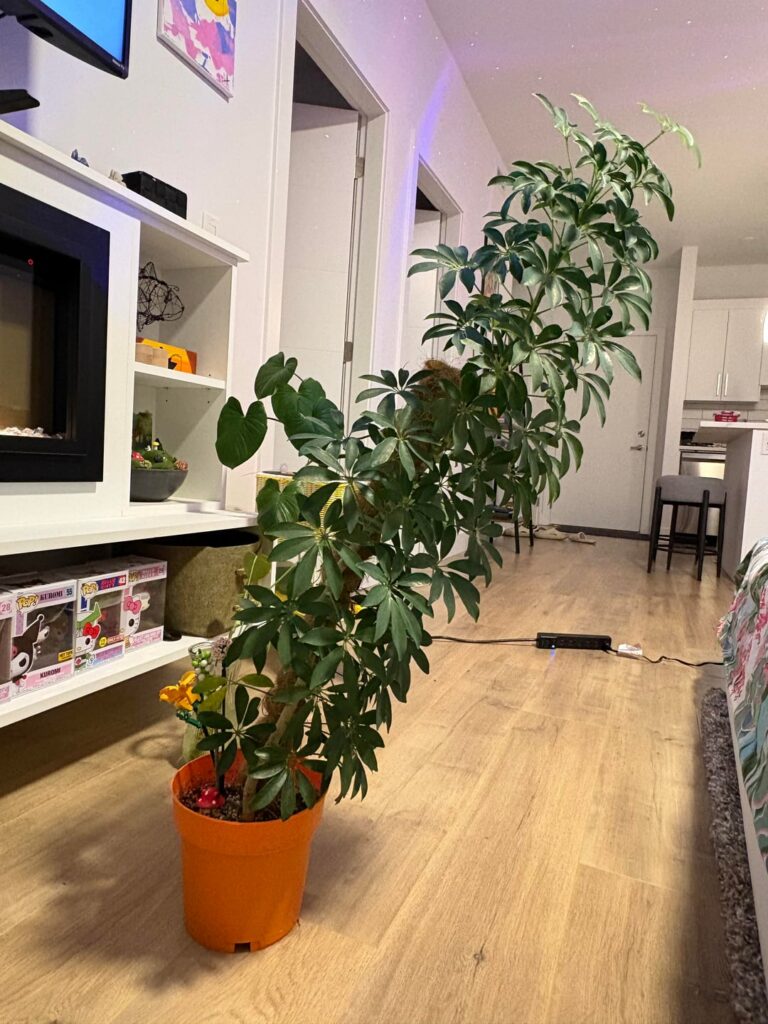 Please help my leaning tower of umbrella tree Please help my leaning tower of umbrella tree