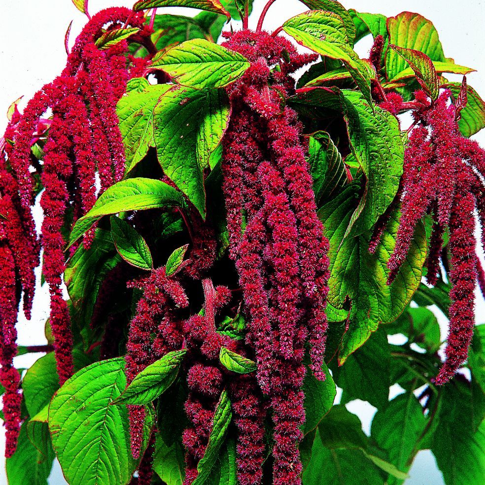 Love-Lies-Bleeding 'crimson Tassels' - Seeds