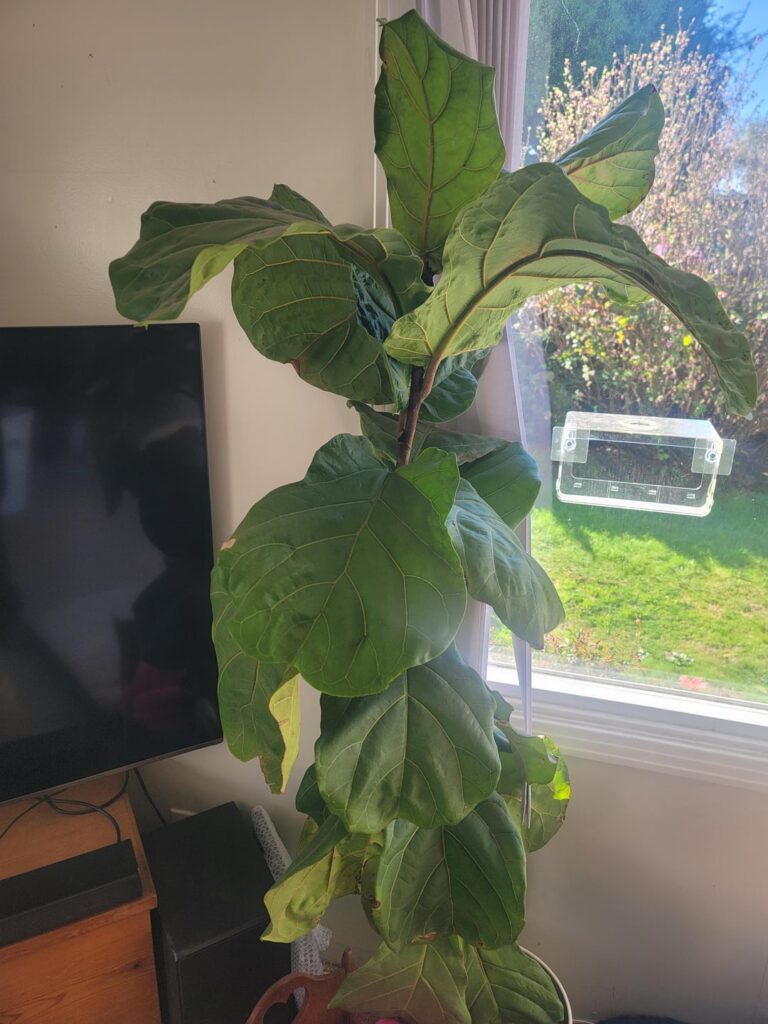 Need Input on Neglected Fiddleleaf