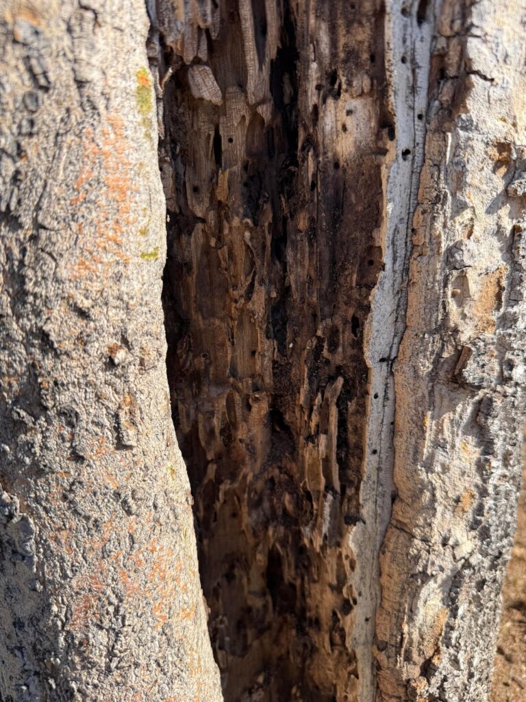 Is this tree too far gone to save? Is this tree too far gone to save?