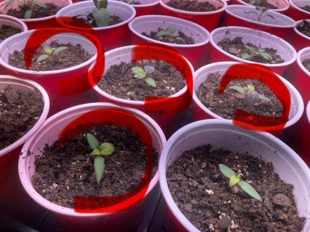 Birdseye chili seedling leaves are turning purple Birdseye chili seedling leaves are turning purple