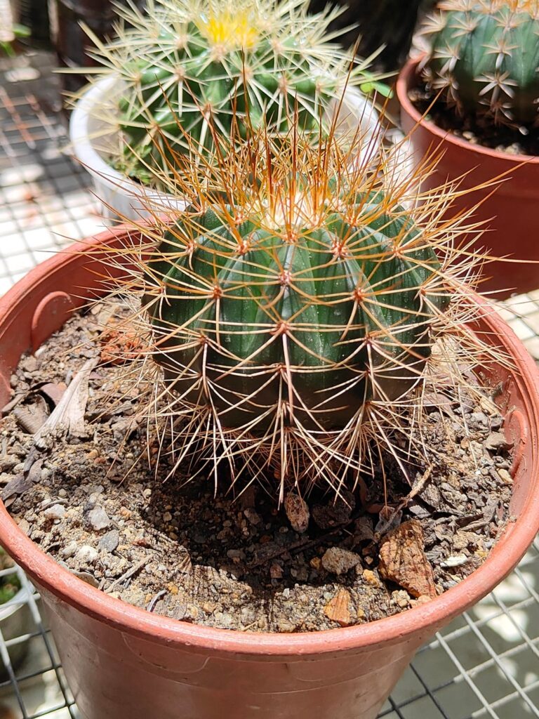 What kind of species cactus is this?