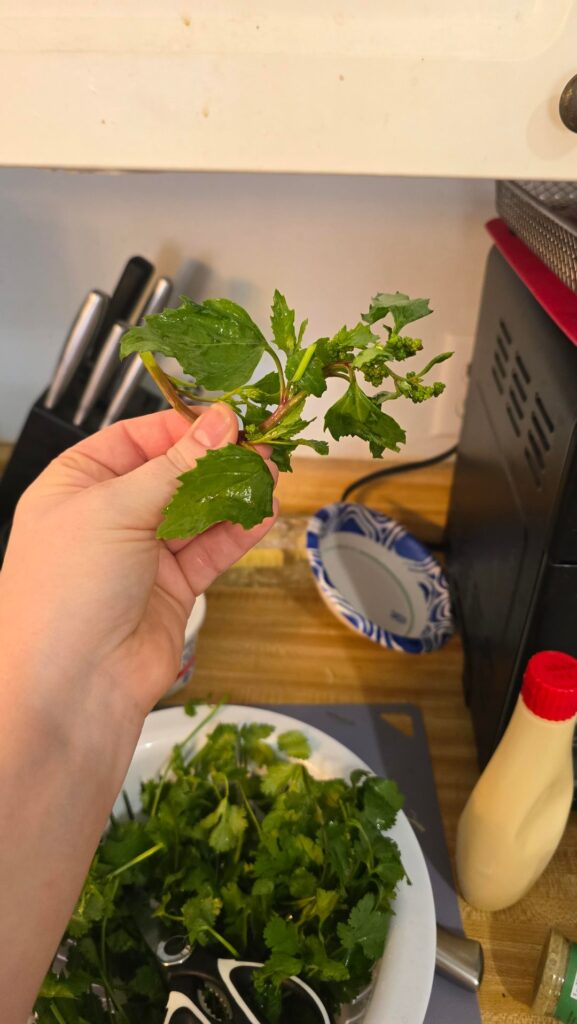 This was in my organic cilantro from California