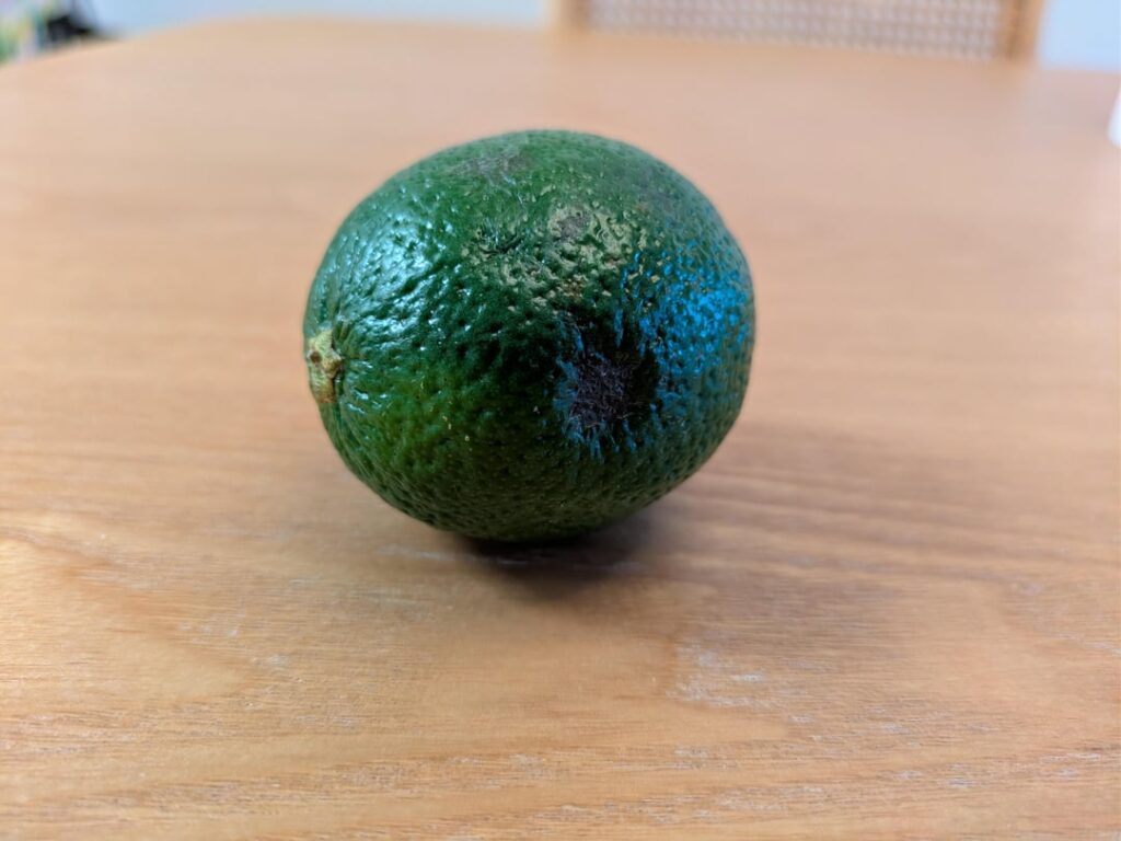 Weird growths on lime