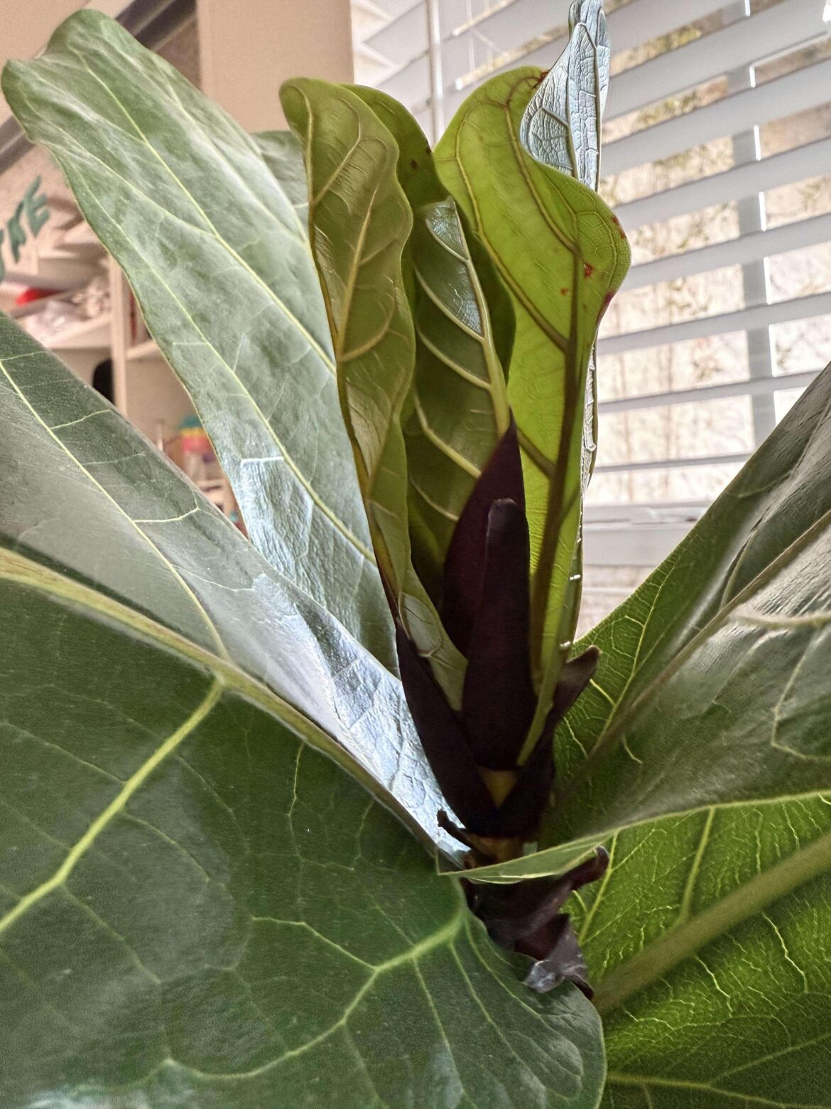 Three leaves 🤩🤩🤩