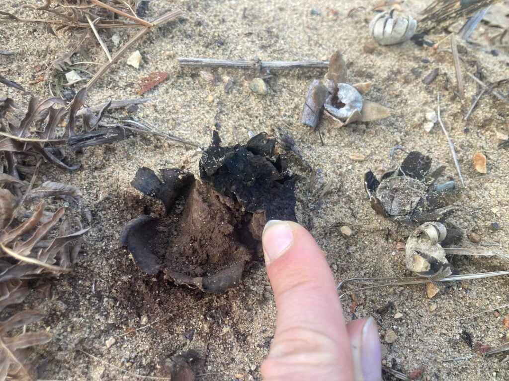 Are these new earthstars? Are these new earthstars?