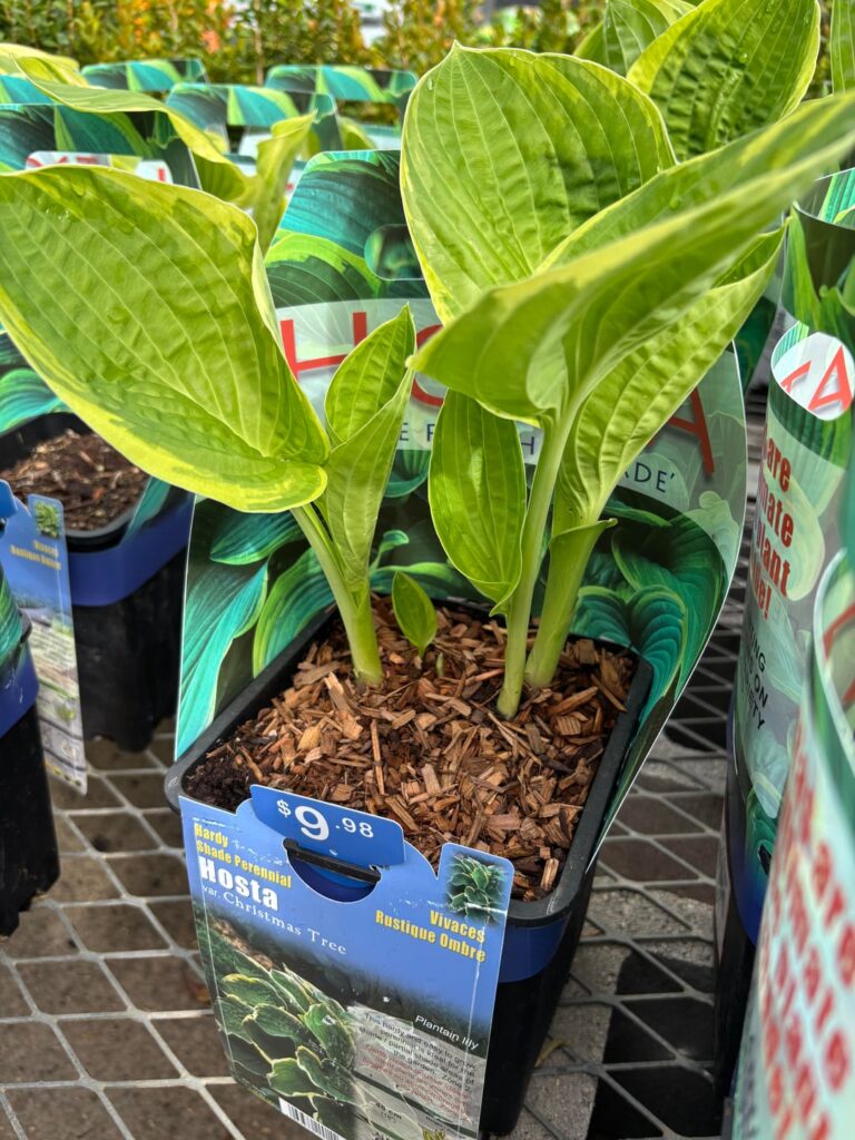 Hostas