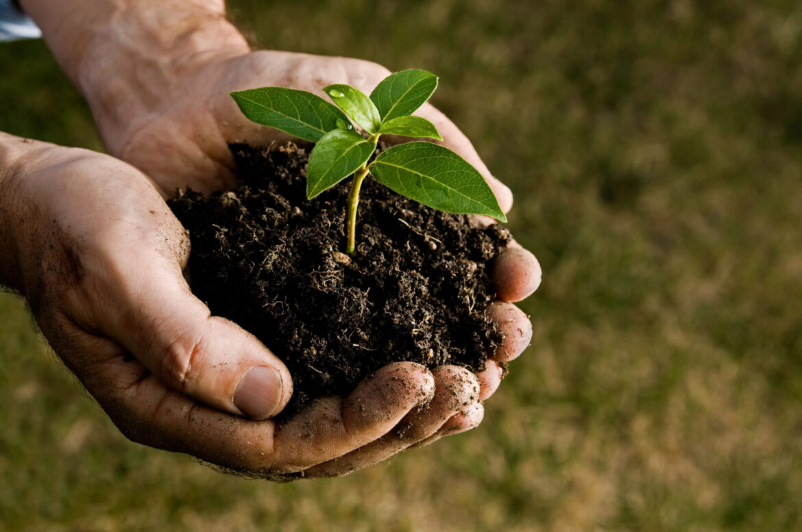 Safest Soil for Gardening Tested for PFAS “Forever Chemicals” – Guide Safest Soil for Gardening Tested for PFAS "Forever Chemicals" - Guide