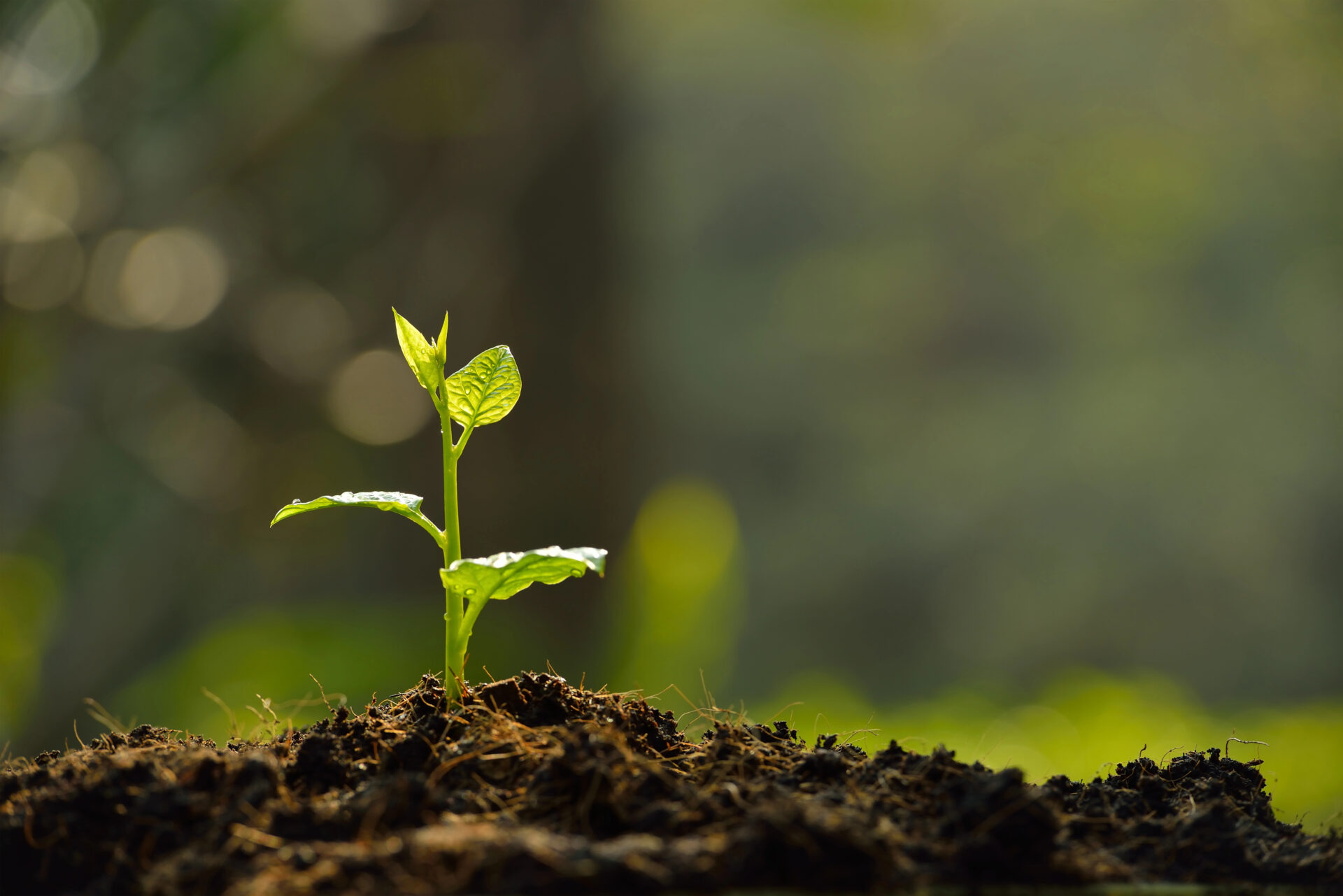 sprout coming out of the garden soil
