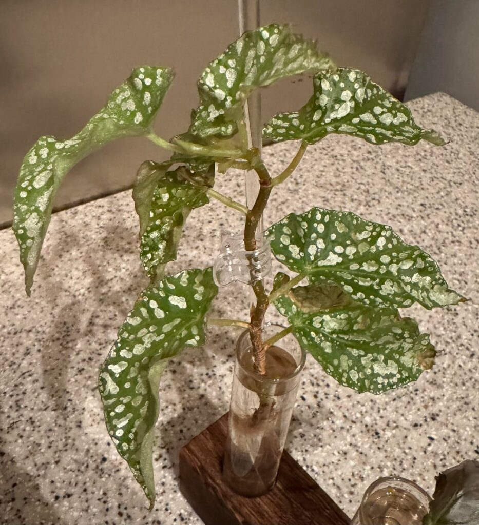 Is this a cane begonia? Is this a cane begonia?