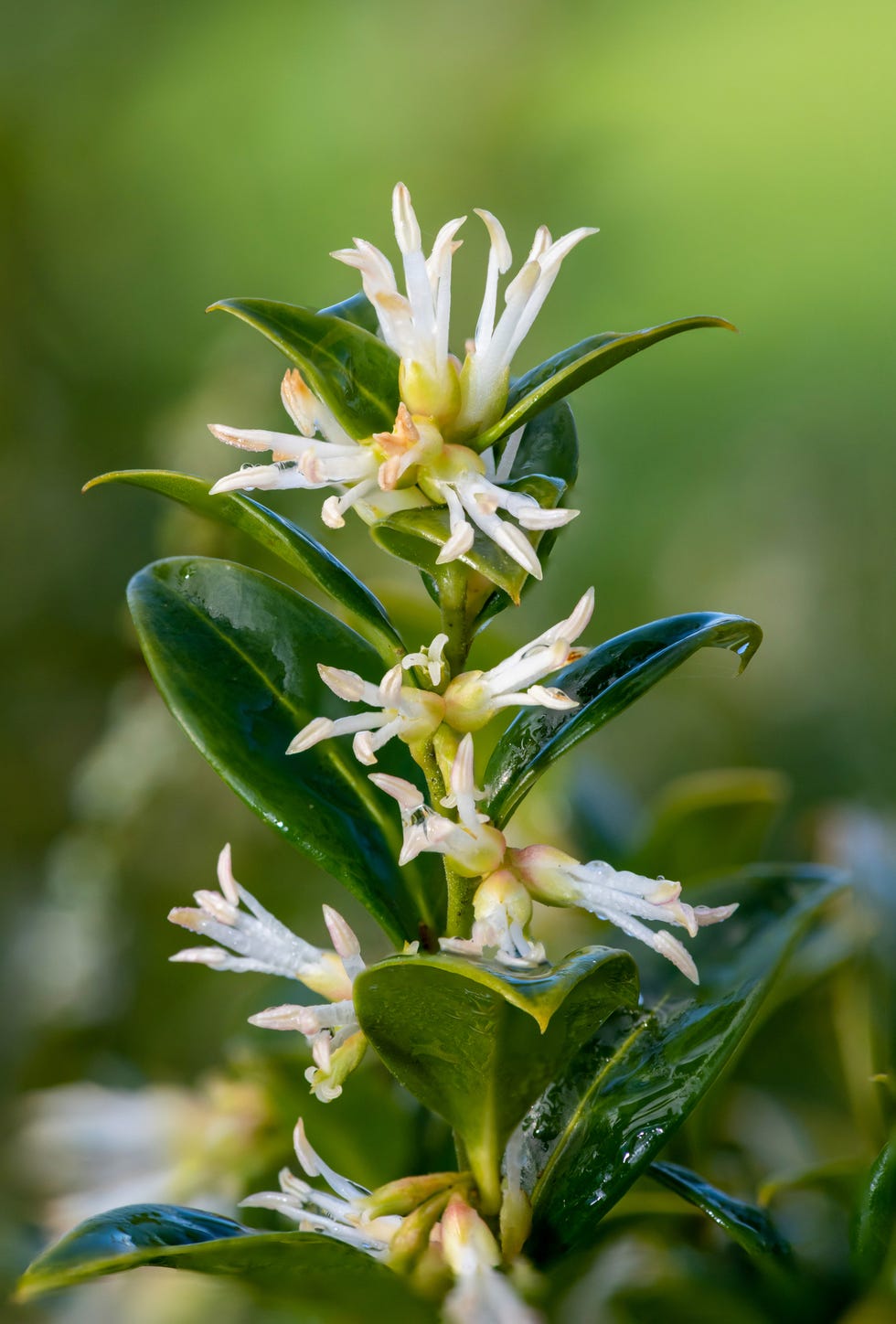 close up of flowers on a sweet box sarcococca confusa shrub