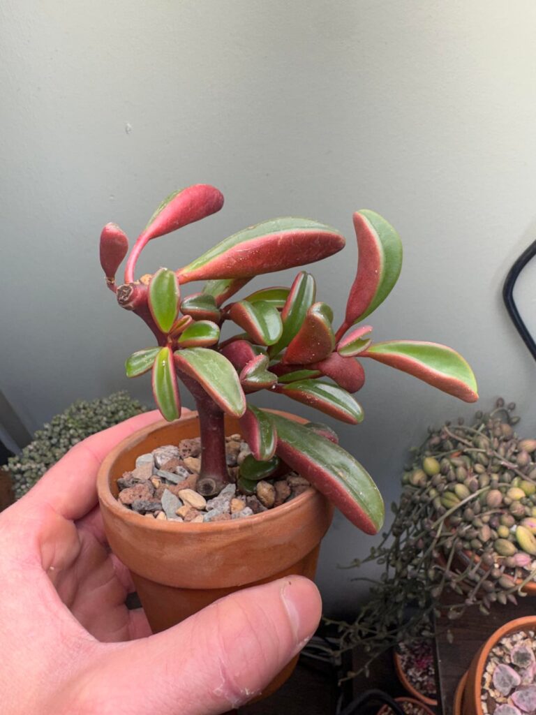 Some new additions