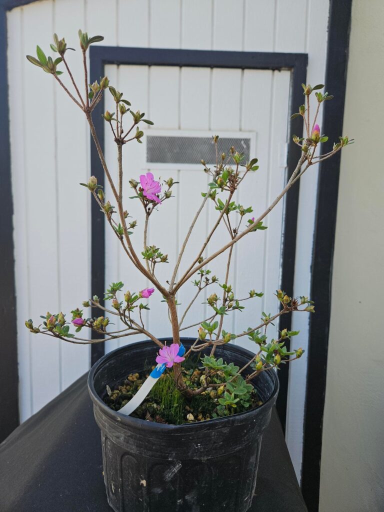 Satsuki Azalea and Dwarf Yaupon Holly