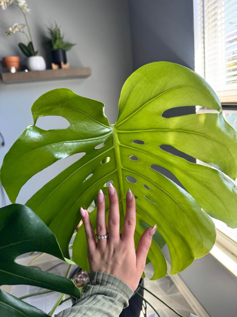 new leaves!