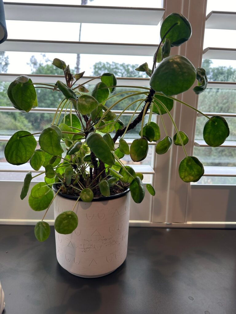 Chinese money plant not very happy Chinese money plant not very happy