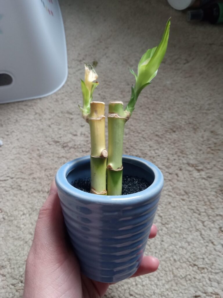 What's wrong with my bamboo?